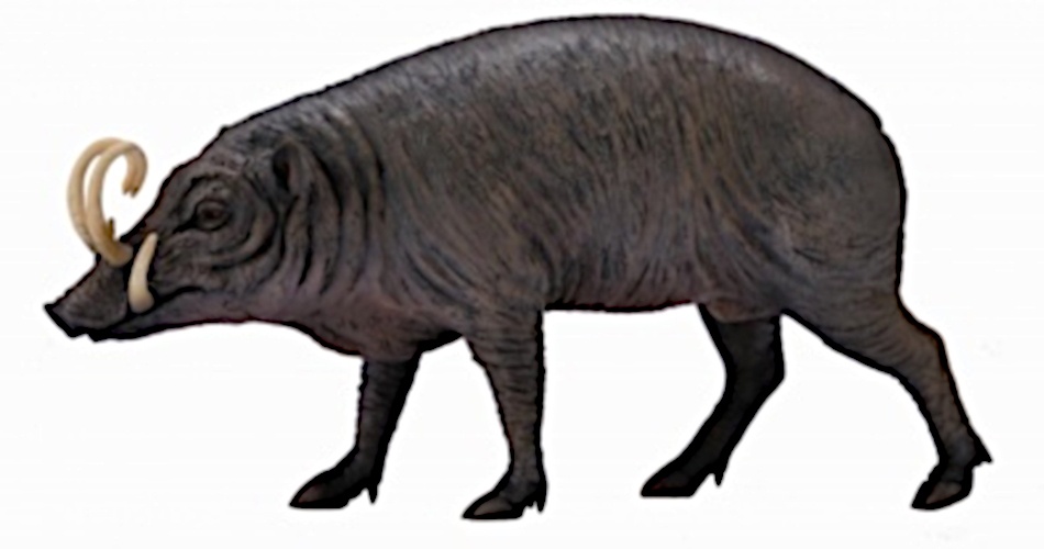 collecta wild animals